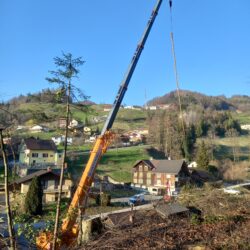 Baumabtragung mittels Mobilkran